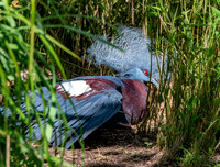 Scheepmaker's crowned pigeon