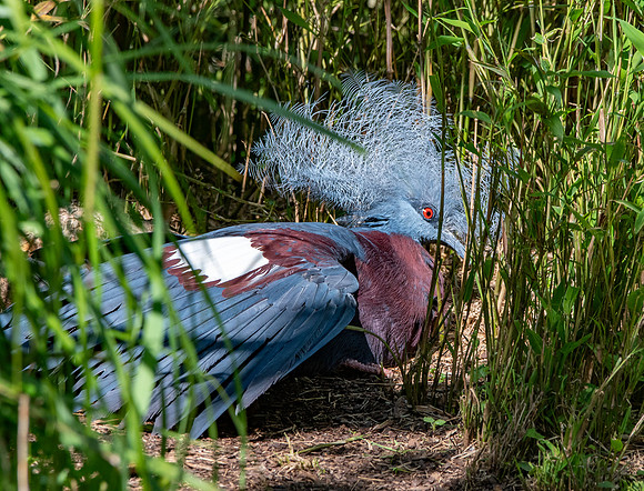 Scheepmaker's crowned pigeon