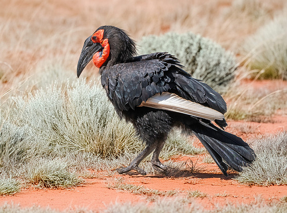 Southern ground hornbill