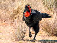 Southern ground hornbill