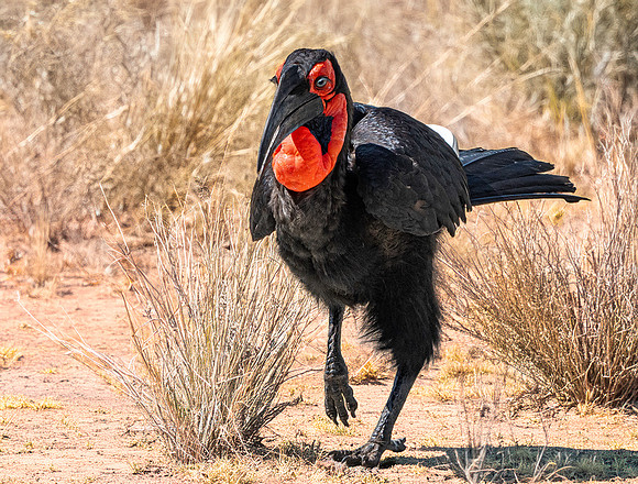 Southern ground hornbill