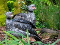 Southern screamer