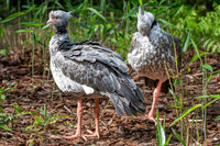 Southern screamer