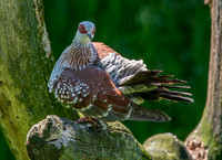 Speckled pigeon