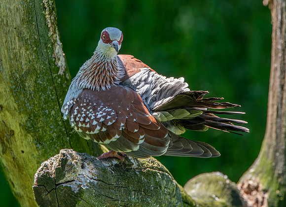 Speckled pigeon