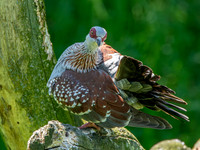 Speckled pigeon