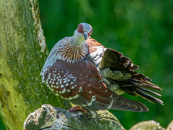 Speckled pigeon