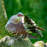 Speckled pigeon