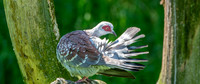 Speckled pigeon