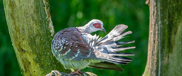Speckled pigeon