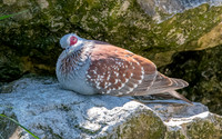 Speckled pigeon