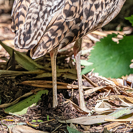 Spotted thick knee / dikkop