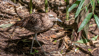 Spotted thick knee / dikkop