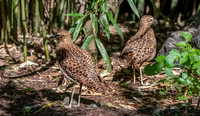 Spotted thick knee / dikkop