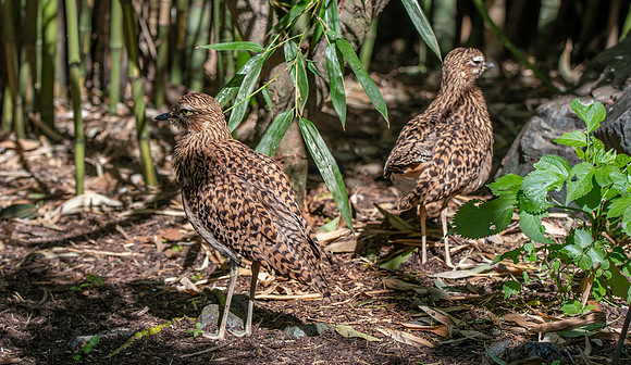 Spotted thick knee / dikkop