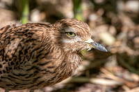 Spotted thick knee / dikkop