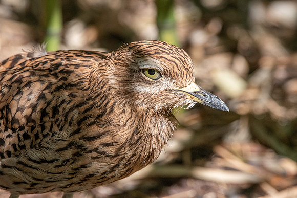 Spotted thick knee / dikkop