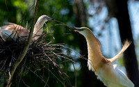 Squacco heron