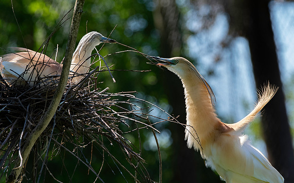 Squacco heron