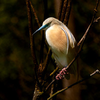 Squacco heron