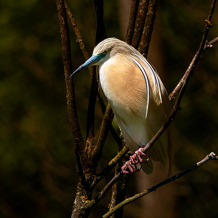 Squacco heron