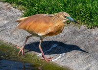 Squacco heron