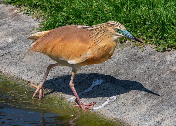 Squacco heron
