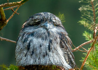 Tawny frogmouth