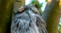 Tawny frogmouth