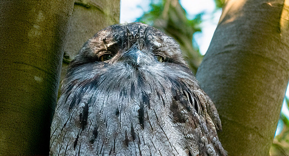 Tawny frogmouth