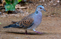 Turtle dove