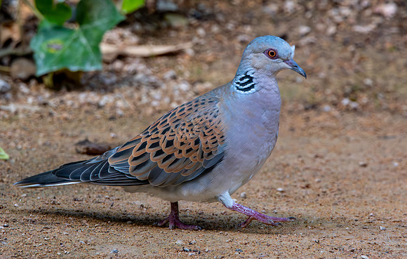 Turtle dove