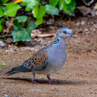 Turtle dove