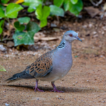 Turtle dove