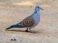 Turtle dove