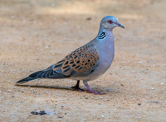 Turtle dove