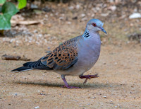 Turtle dove