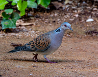Turtle dove