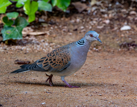 Turtle dove