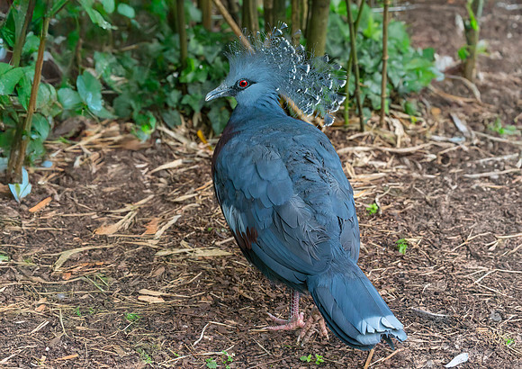 Victoria crowned pigeon