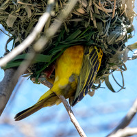 Village weaver, efmale