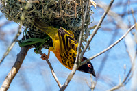 Village weaver