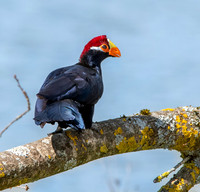 Violet turaco