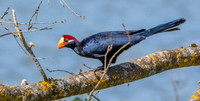 Violet turaco