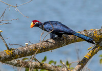 Violet turaco