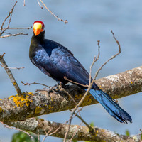 Violet turaco