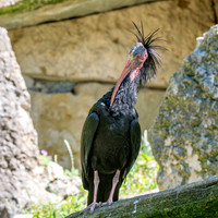 Waldrapp / Northern bald ibis