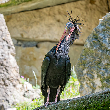 Waldrapp / Northern bald ibis