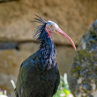 Waldrapp / Northern bald ibis
