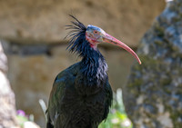 Waldrapp / Northern bald ibis
